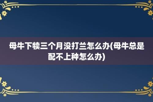 母牛下犊三个月没打兰怎么办(母牛总是配不上种怎么办)