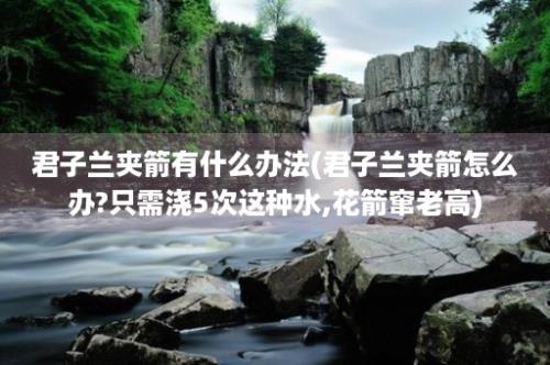 君子兰夹箭有什么办法(君子兰夹箭怎么办?只需浇5次这种水,花箭窜老高)