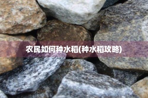 农民如何种水稻(种水稻攻略)