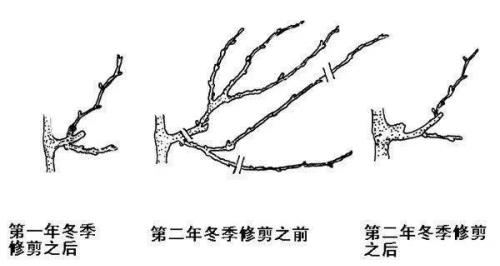 秋冬气温降低，葡萄修剪最佳时期，葡萄冬剪要注意哪些问题？