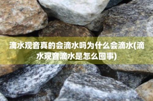 滴水观音真的会滴水吗为什么会滴水(滴水观音滴水是怎么回事)