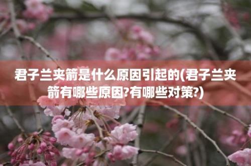 君子兰夹箭是什么原因引起的(君子兰夹箭有哪些原因?有哪些对策?)