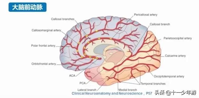 脑血管解剖结构图（概述和血管解剖）(18)