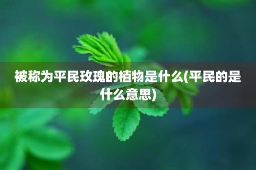 被称为平民玫瑰的植物是什么(平民的是什么意思)