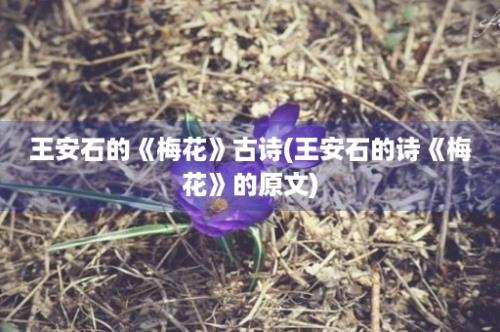 王安石的《梅花》古诗(王安石的诗《梅花》的原文)