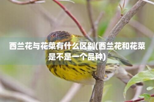 西兰花与花菜有什么区别(西兰花和花菜是不是一个品种)