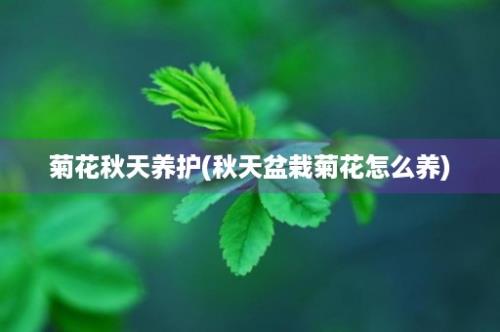 菊花秋天养护(秋天盆栽菊花怎么养)