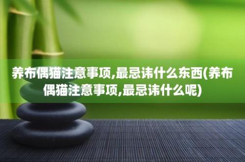 养布偶猫注意事项,最忌讳什么东西(养布偶猫注意事项,最忌讳什么呢)