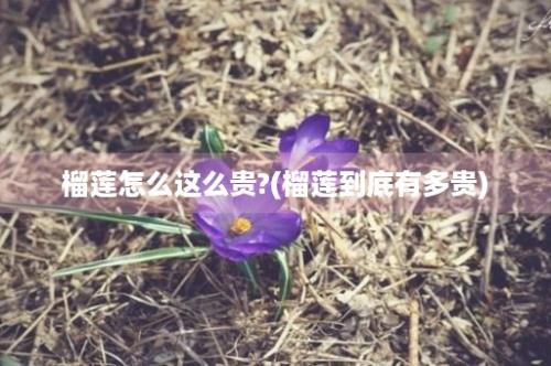 榴莲怎么这么贵?(榴莲到底有多贵)