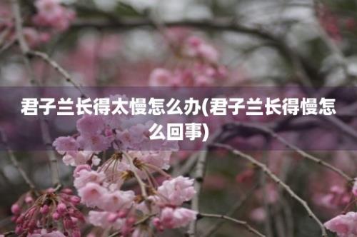 君子兰长得太慢怎么办(君子兰长得慢怎么回事)