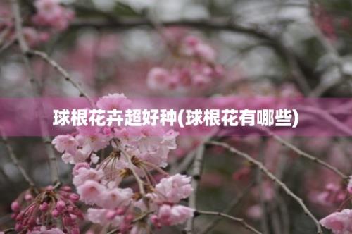 球根花卉超好种(球根花有哪些)