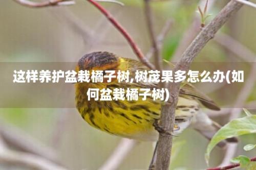 这样养护盆栽橘子树,树茂果多怎么办(如何盆栽橘子树)