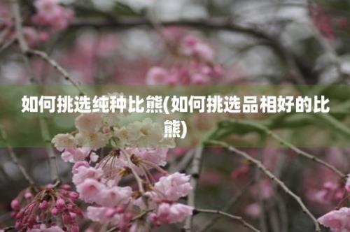 如何挑选纯种比熊(如何挑选品相好的比熊)