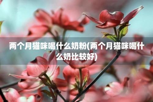 两个月猫咪喝什么奶粉(两个月猫咪喝什么奶比较好)