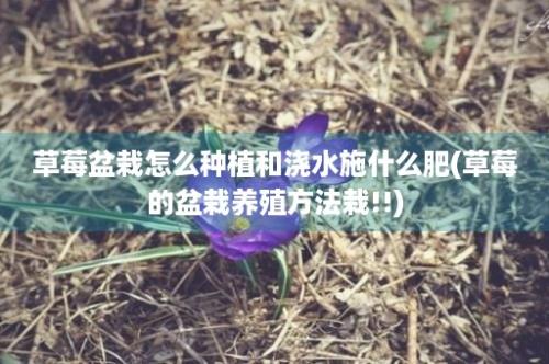 草莓盆栽怎么种植和浇水施什么肥(草莓的盆栽养殖方法栽!!)