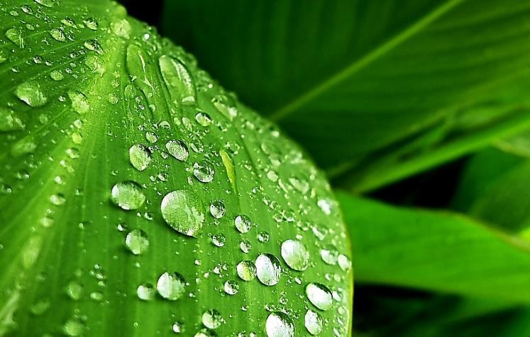 雨打芭蕉