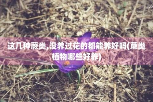 这几种蕨类,没养过花的都能养好吗(蕨类植物哪些好养)