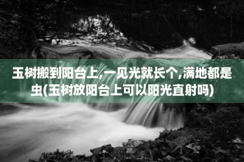 玉树搬到阳台上,一见光就长个,满地都是虫(玉树放阳台上可以阳光直射吗)