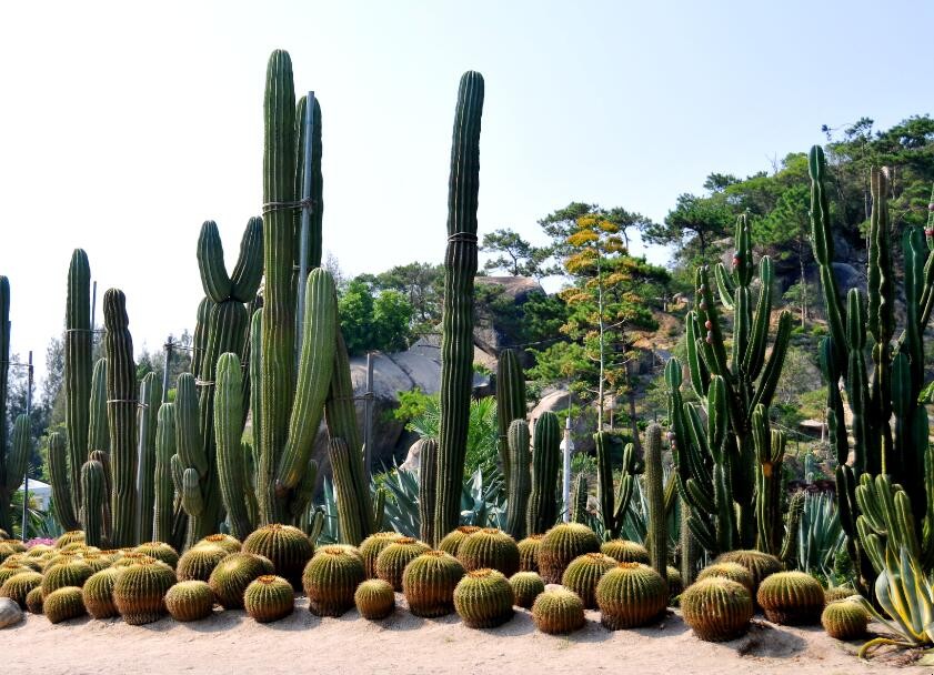 厦门万石植物园在哪里