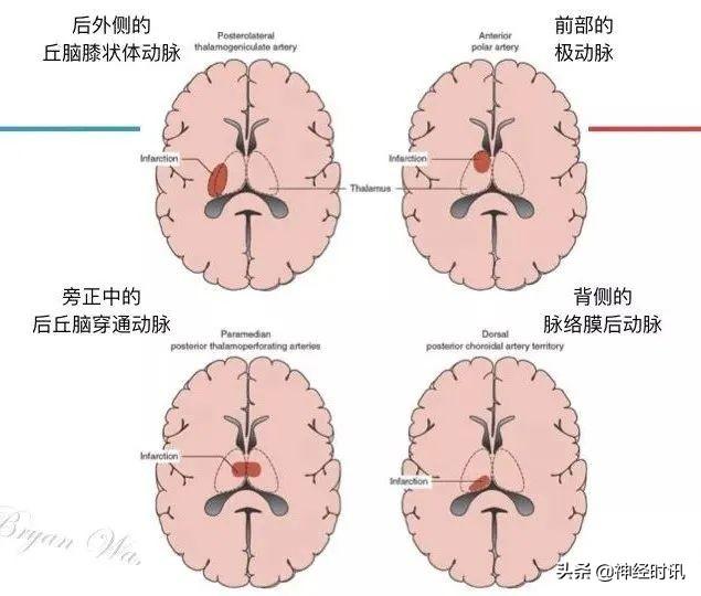 丘脑解剖结构图及功能（丘脑的解剖生理功能）(8)