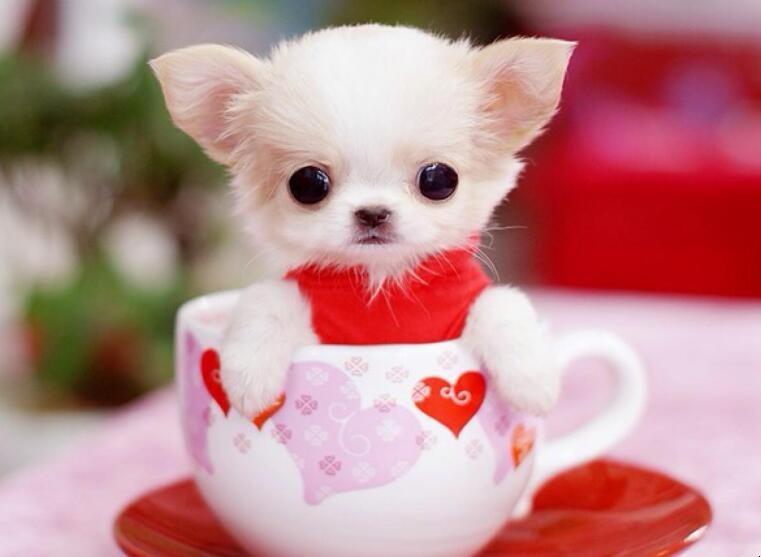 茶杯犬