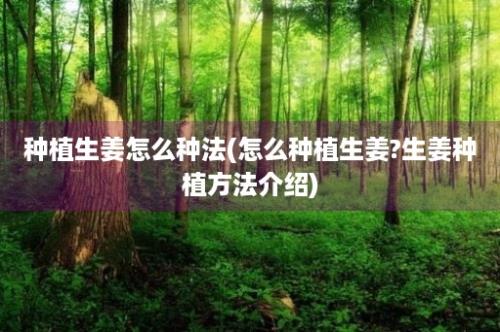 种植生姜怎么种法(怎么种植生姜?生姜种植方法介绍)