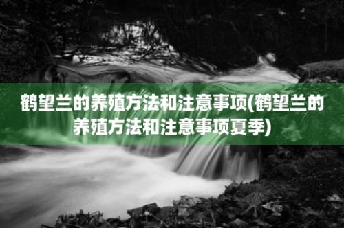 鹤望兰的养殖方法和注意事项(鹤望兰的养殖方法和注意事项夏季)