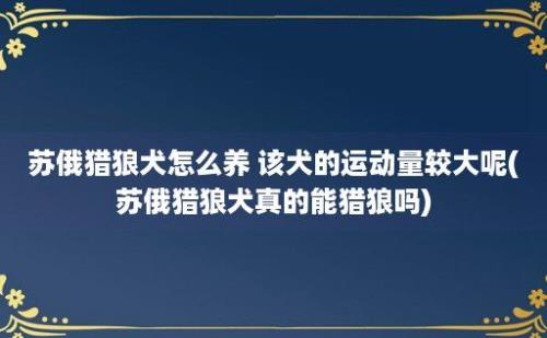 苏俄猎狼犬怎么养 该犬的运动量较大呢(苏俄猎狼犬真的能猎狼吗)