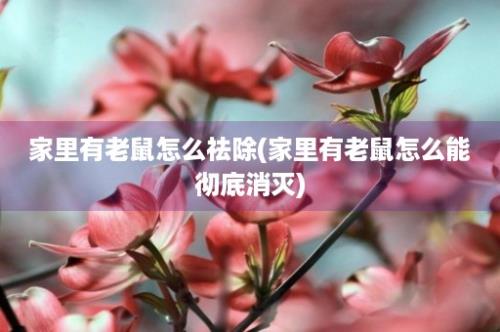 家里有老鼠怎么祛除(家里有老鼠怎么能彻底消灭)