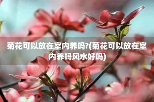 菊花可以放在室内养吗?(菊花可以放在室内养吗风水好吗)