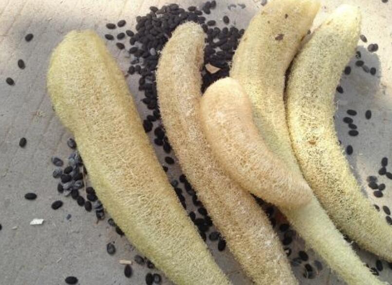 丝瓜瓤有什么用途