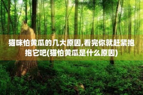 猫咪怕黄瓜的几大原因,看完你就赶紧抱抱它吧(猫怕黄瓜是什么原因)