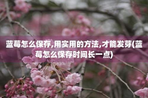 蓝莓怎么保存,用实用的方法,才能发芽(蓝莓怎么保存时间长一点)