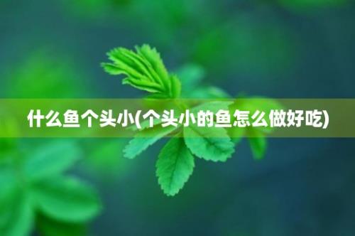 什么鱼个头小(个头小的鱼怎么做好吃)