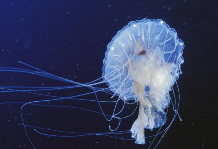 澳大利亚箱形水母
