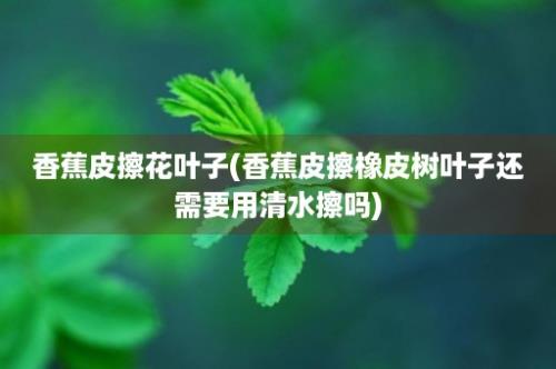 香蕉皮擦花叶子(香蕉皮擦橡皮树叶子还需要用清水擦吗)