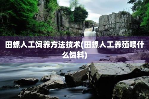 田螺人工饲养方法技术(田螺人工养殖喂什么饲料)