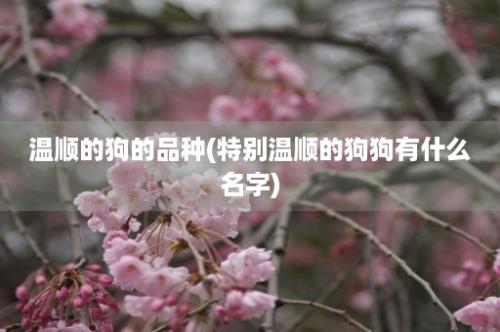 温顺的狗的品种(特别温顺的狗狗有什么名字)