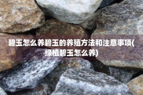 碧玉怎么养碧玉的养殖方法和注意事项(绿植碧玉怎么养)