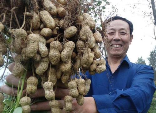 农民别再乱花钱了，给花生用上这几种小肥料，既便宜又高产