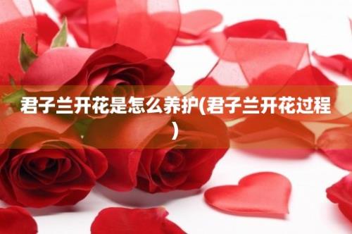 君子兰开花是怎么养护(君子兰开花过程)