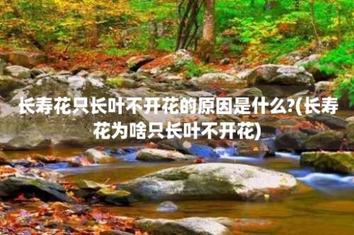 长寿花只长叶不开花的原因是什么?(长寿花为啥只长叶不开花)