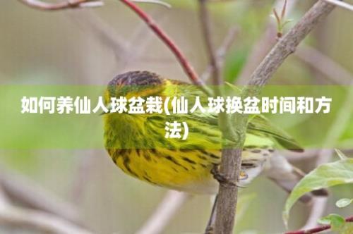 如何养仙人球盆栽(仙人球换盆时间和方法)