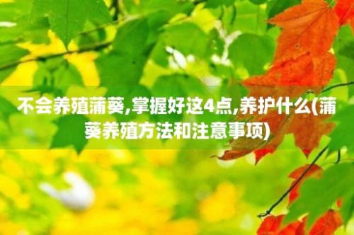 不会养殖蒲葵,掌握好这4点,养护什么(蒲葵养殖方法和注意事项)