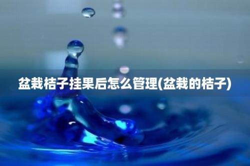 盆栽桔子挂果后怎么管理(盆栽的桔子)