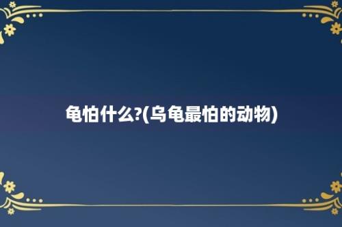 龟怕什么?(乌龟最怕的动物)