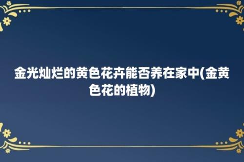 金光灿烂的黄色花卉能否养在家中(金黄色花的植物)