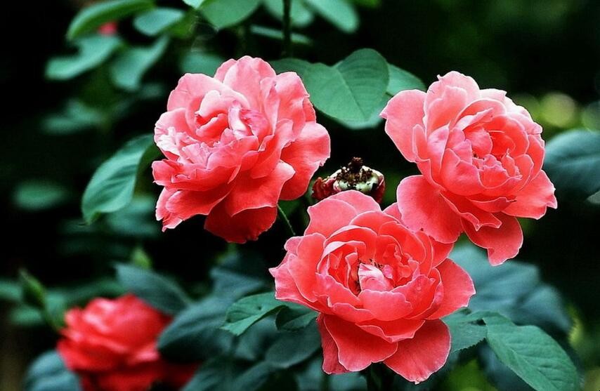 月季花