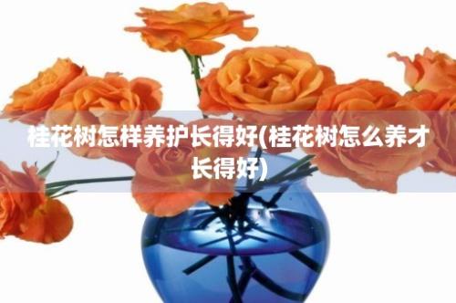 桂花树怎样养护长得好(桂花树怎么养才长得好)