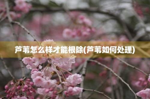 芦苇怎么样才能根除(芦苇如何处理)